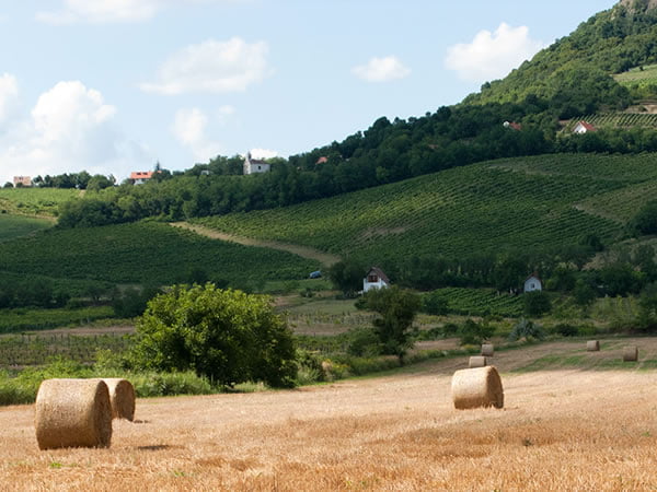 vingardsferie3
